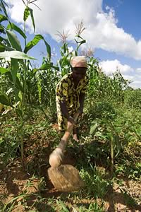kenyan field worker